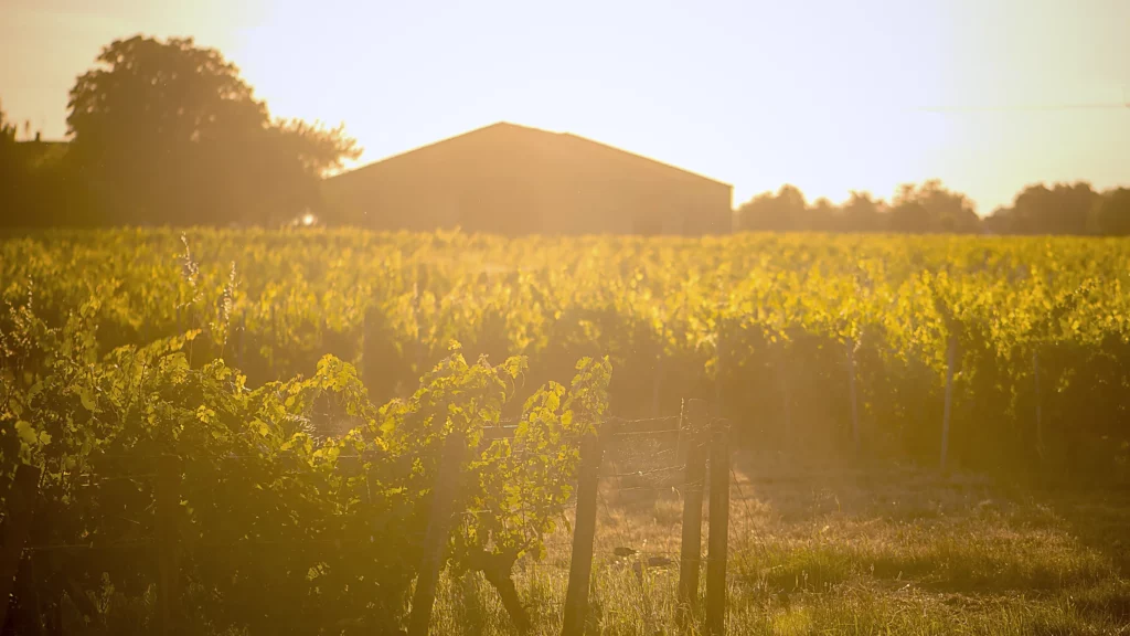 Vignoble à Saint-Émilion, rangs de vignes